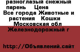 разноглазый снежный парень. › Цена ­ 10 000 - Все города Животные и растения » Кошки   . Московская обл.,Железнодорожный г.